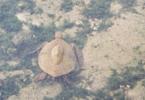 Turtle from the Keahou Beach Resort lounge.